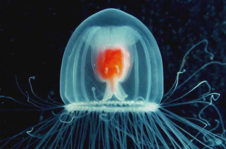 Can Jellyfish Live Forever? by Natural History Museum