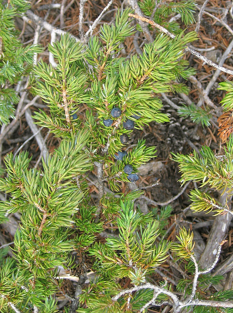 Juniper berries from the Long Now property