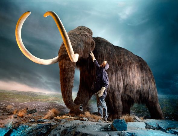 01-tedx-rebirth-wooly-mammoth_64849_600x450