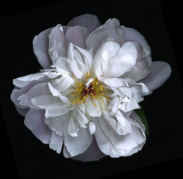 white_peony.640