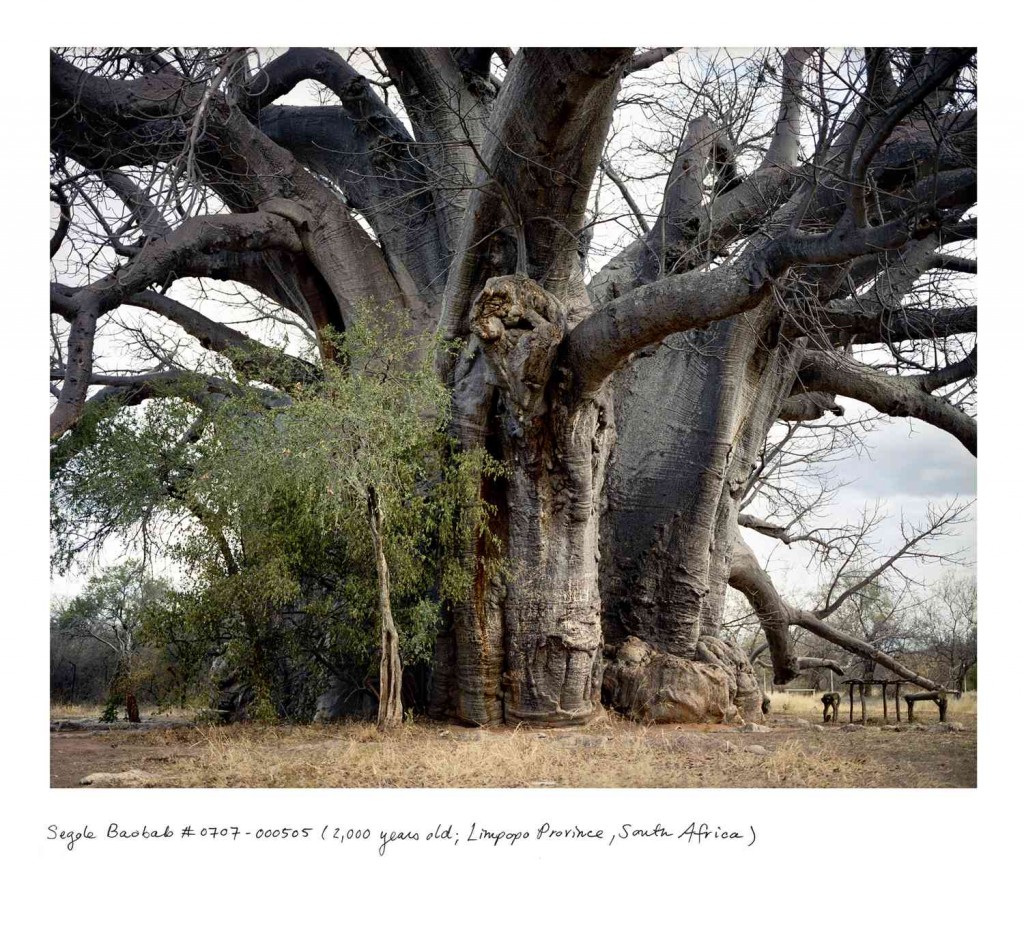 from Rachel Sussman's The Oldest Living Things in the World - Baobab