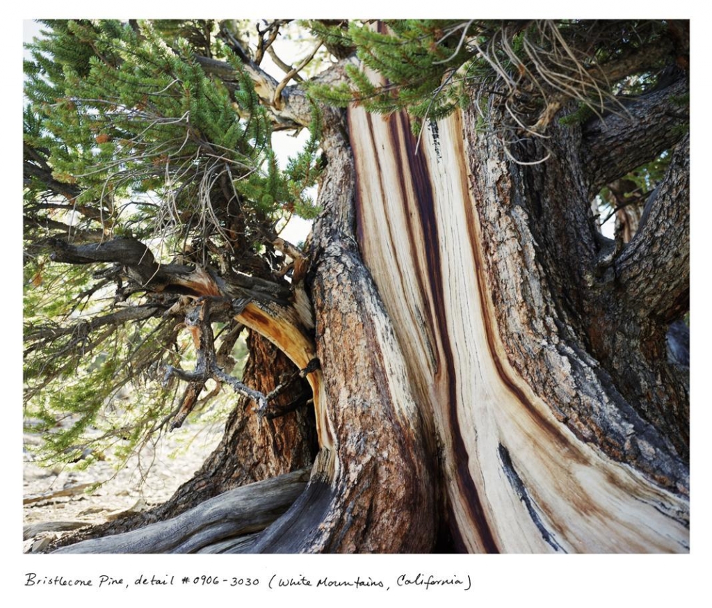 from Rachel Sussman's The Oldest Living Things in the World - Bristlecone