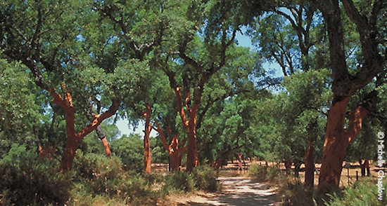 Mediterranean cork oaks