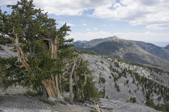 Mt Washington bristlecone -- Scotty Strachan at The Interval