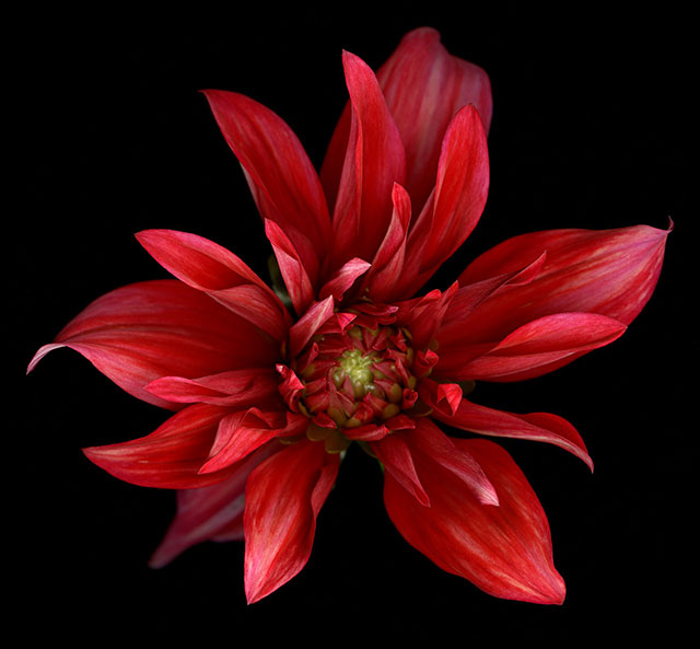 dahlia640_0