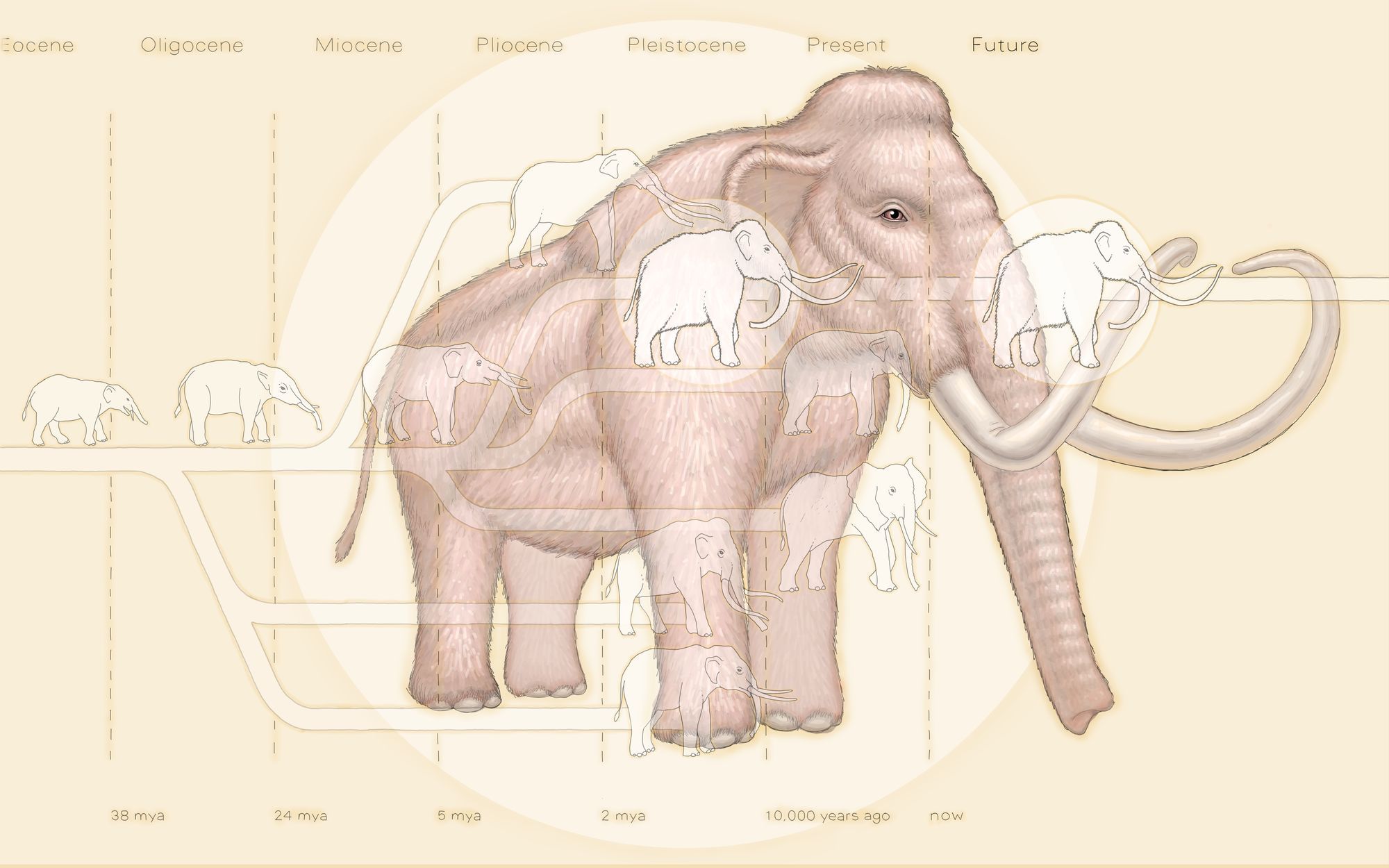 An illustration of a de-extinct mammoth and its evolutionary ancestors, with a timeline ranging from 38 million years ago to now.