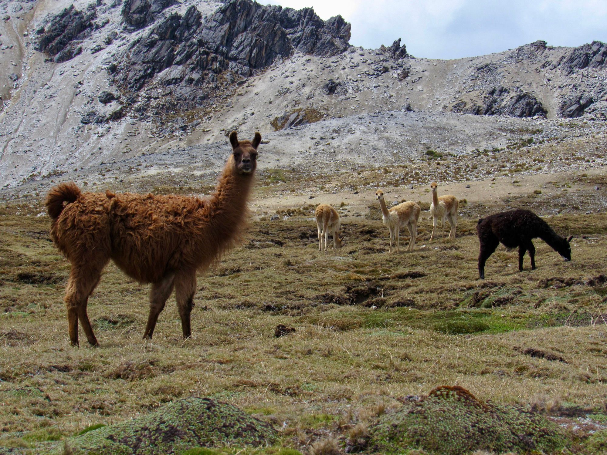 Reviving the Vicuña