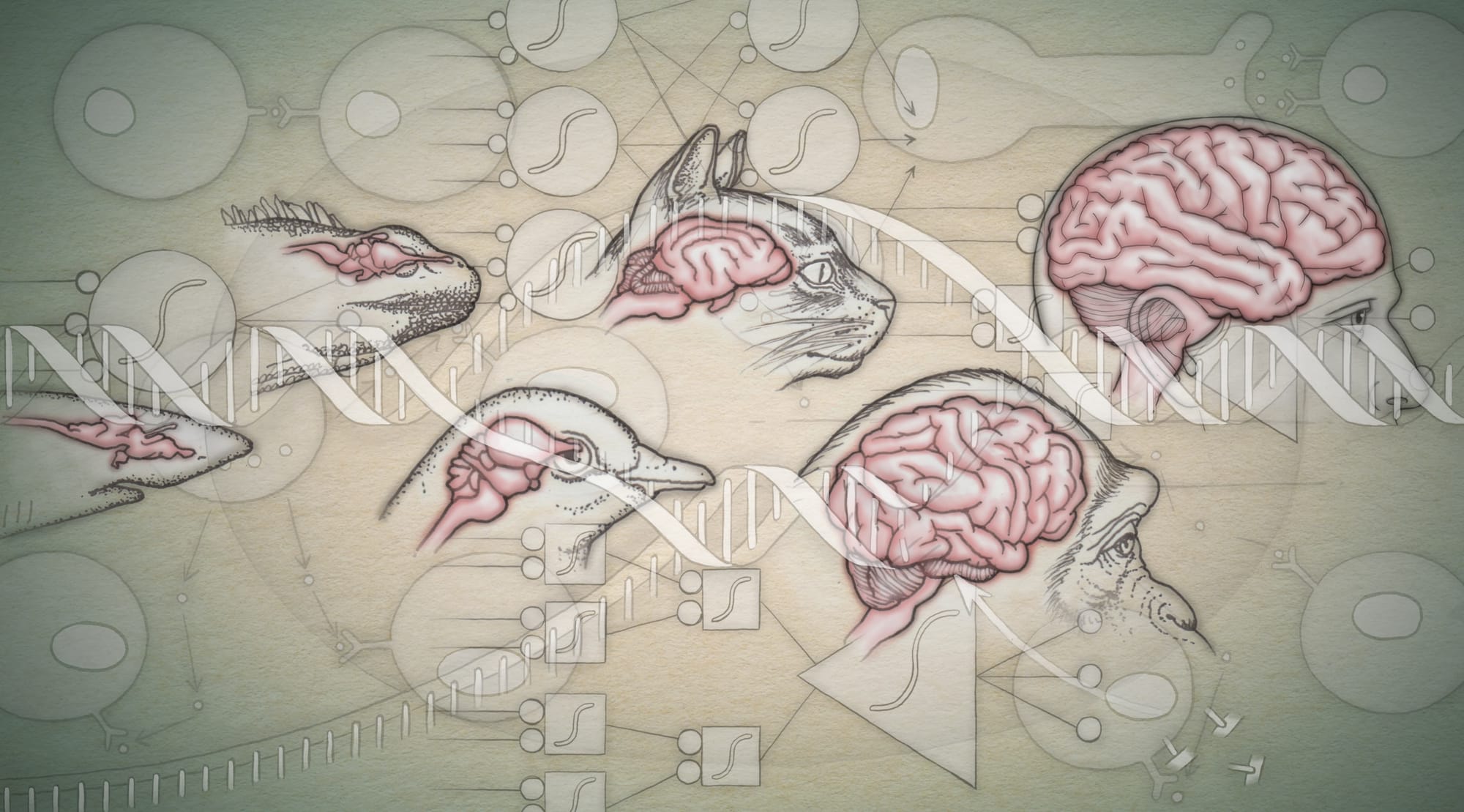 Life, Intelligence, and Consciousness: A Functional Perspective