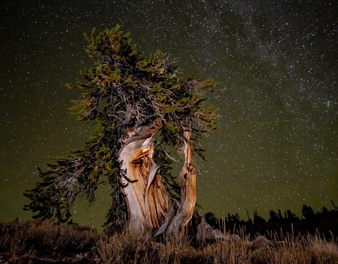 Bristlecones under the Milky Way
