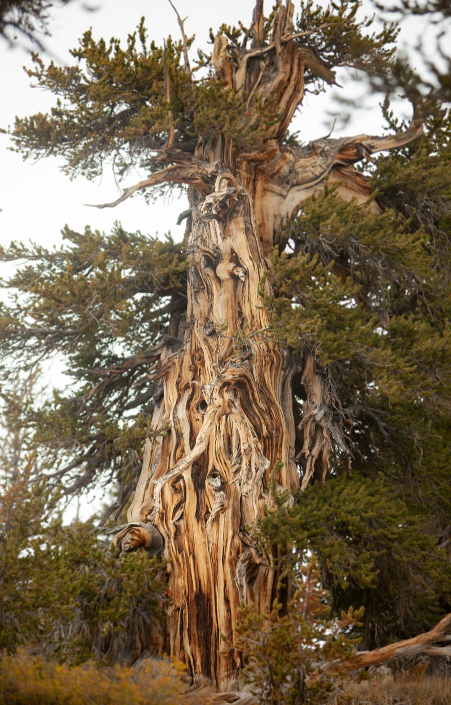 Index Tree #1